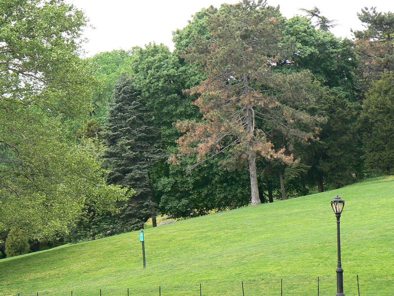Central Park et autour: Central Park 10